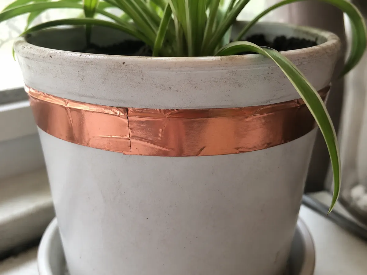 Copper tape applied around the rim of a plant pot as a slug barrier