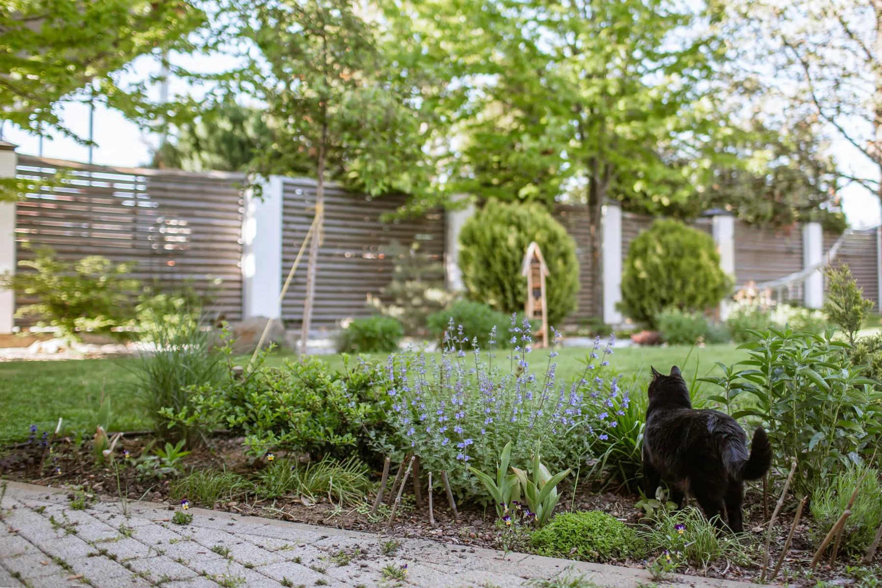 A garden with a cat resting among the planting